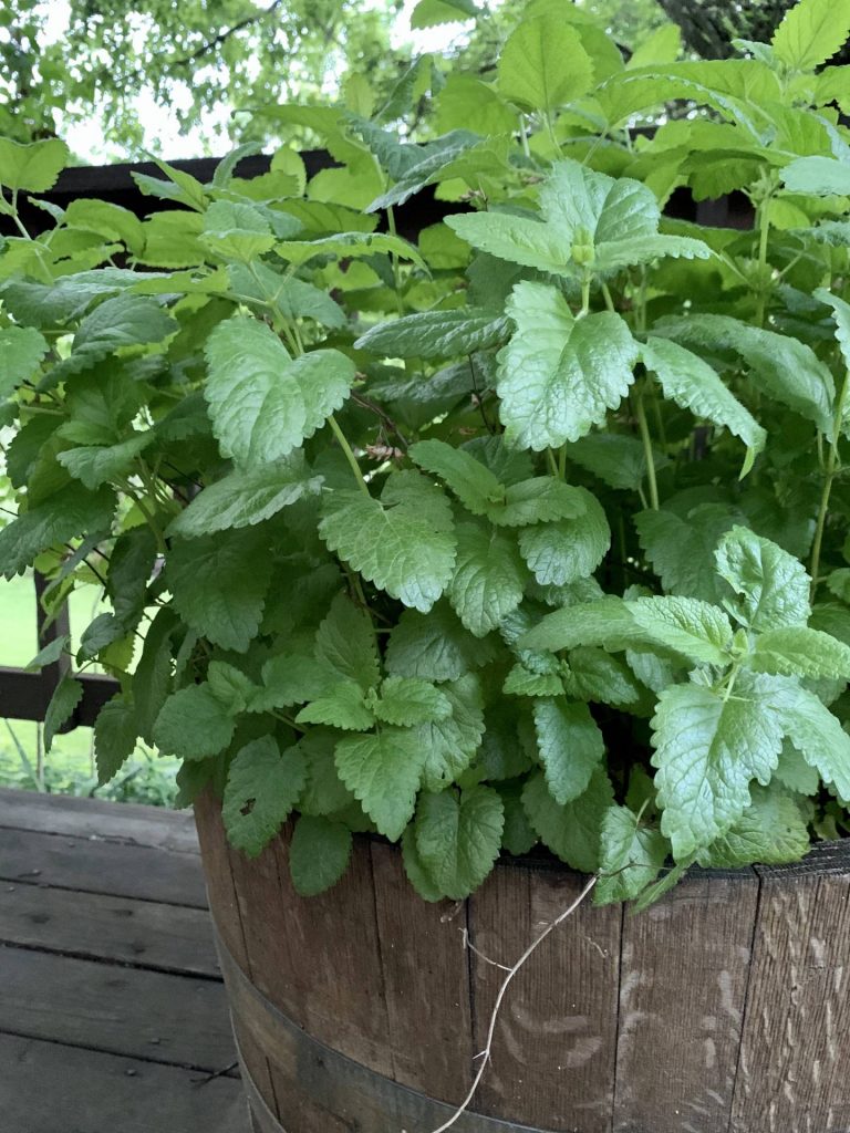 lemon balm