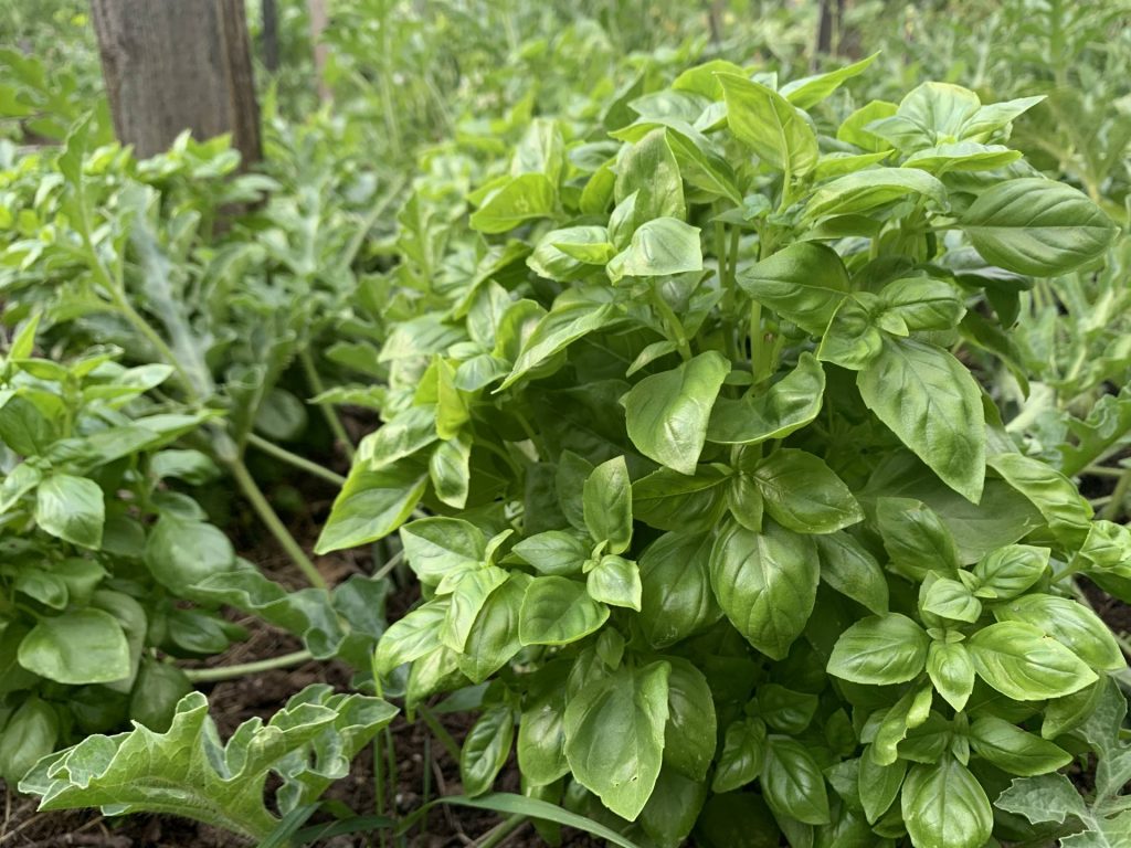 Grow basil from cuttings