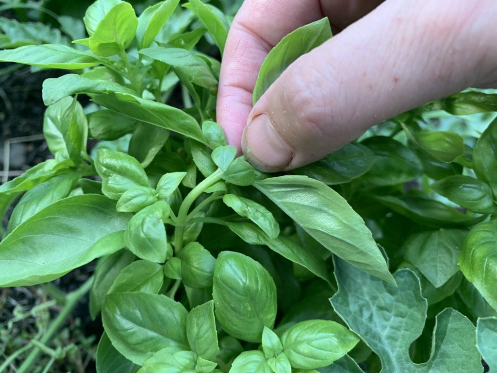 cuttings to make a new basil plant