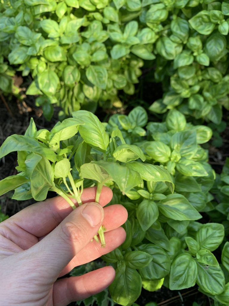 basil plant from cuttings