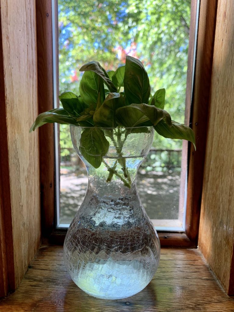 basil cuttings in water