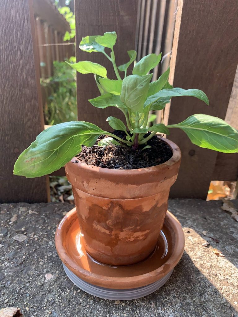 basil plant from cuttings
