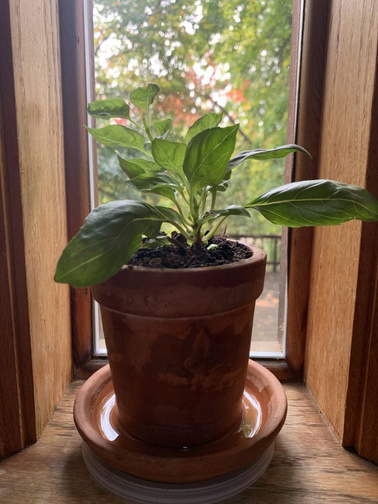 grow a basil plant from cuttings