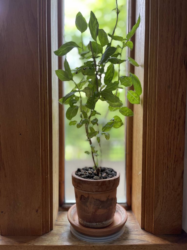 basil plant from cuttings
