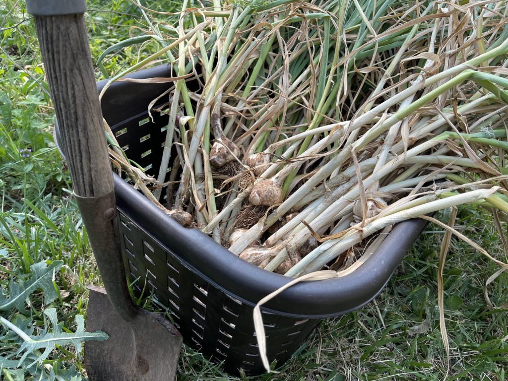 Project Week: Garlic Harvest