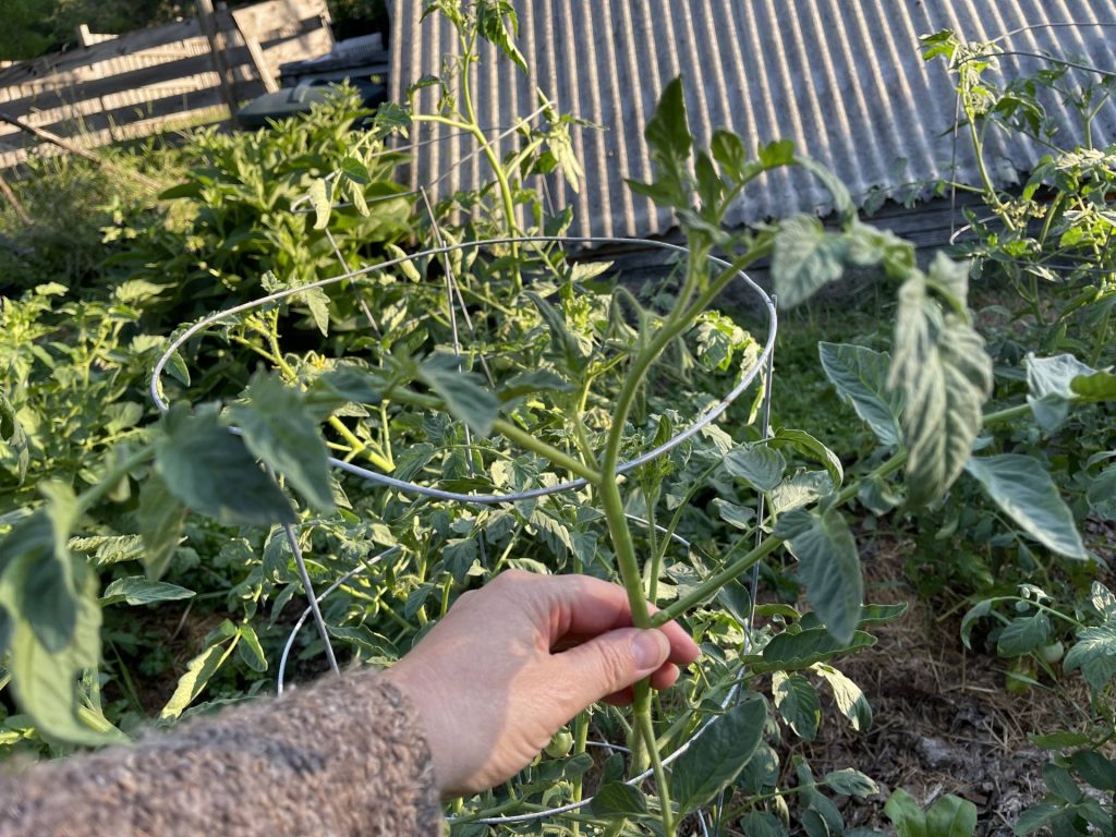 tucking tomato vines inside the cage
