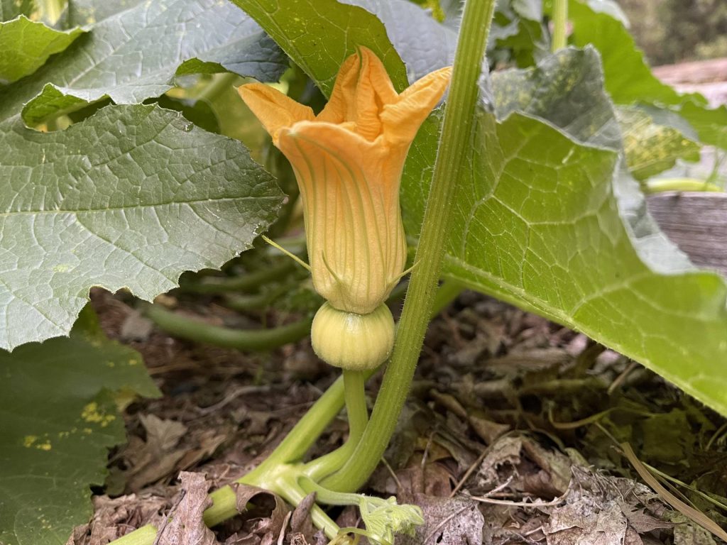 Porcelain Princess pumpkin