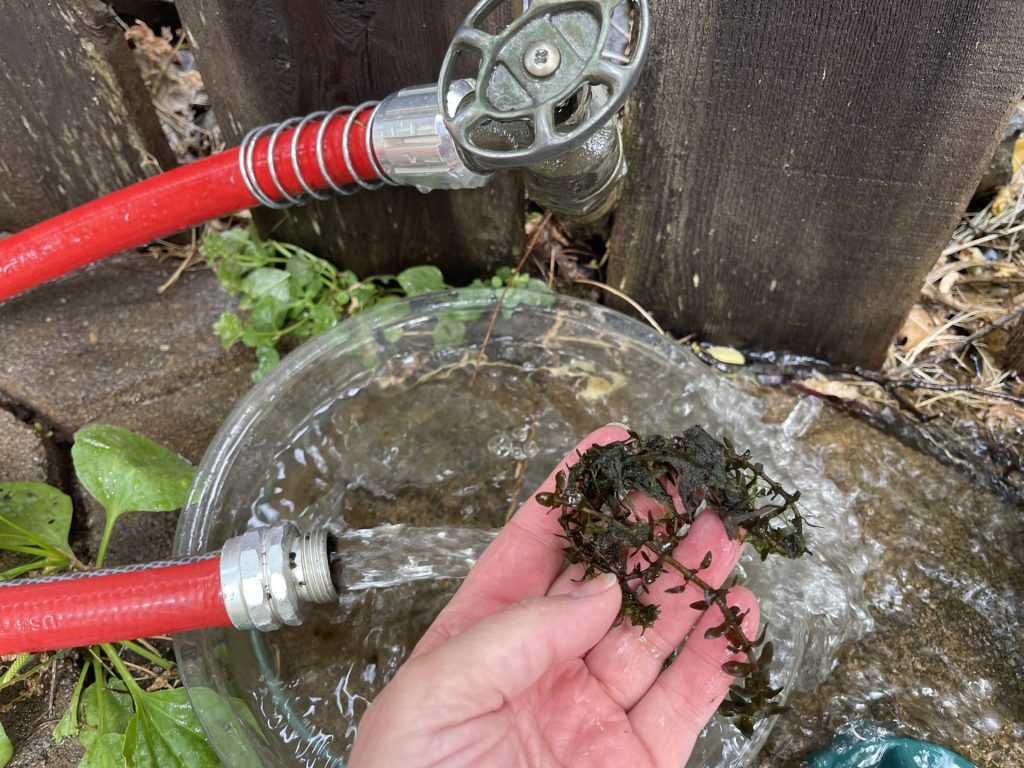 ununclogging the garden hose