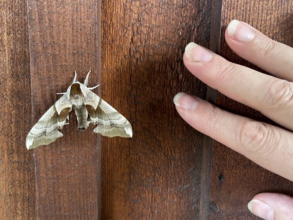 unidentified moth 