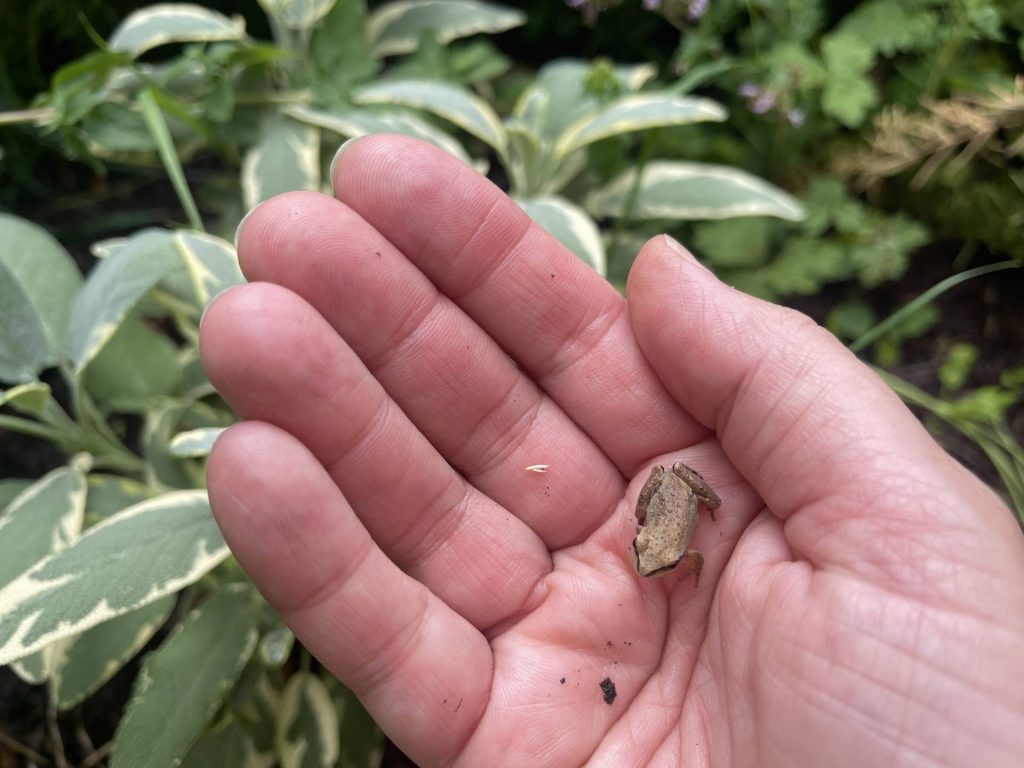 A tiny toad!