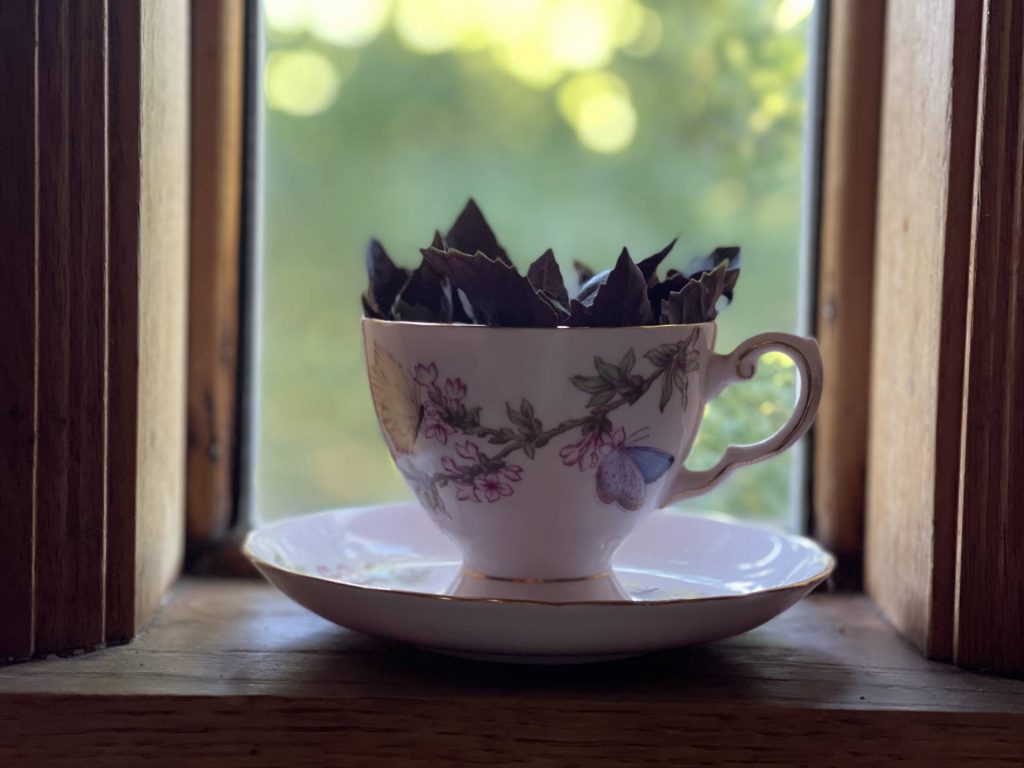 basil cuttings in teacup