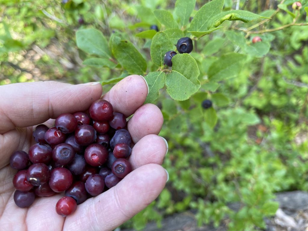 Western huckleberries