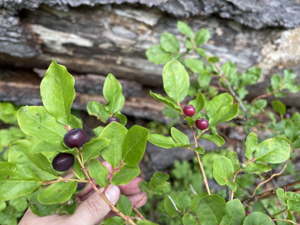 Western huckleberries, the land of berries and wildflowers