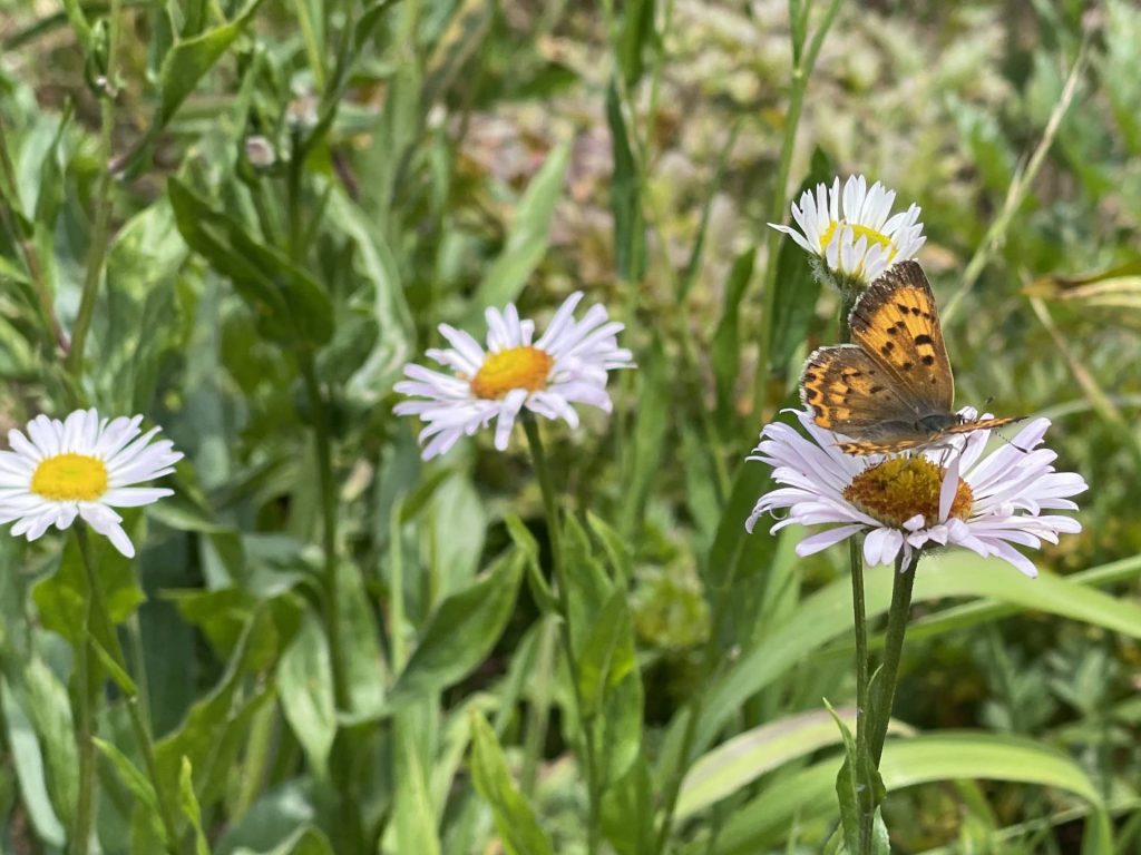butterfly on asters