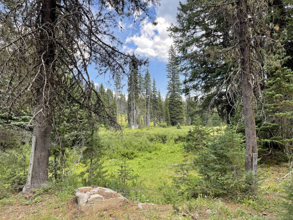 The Land of Berries and Wildflowers