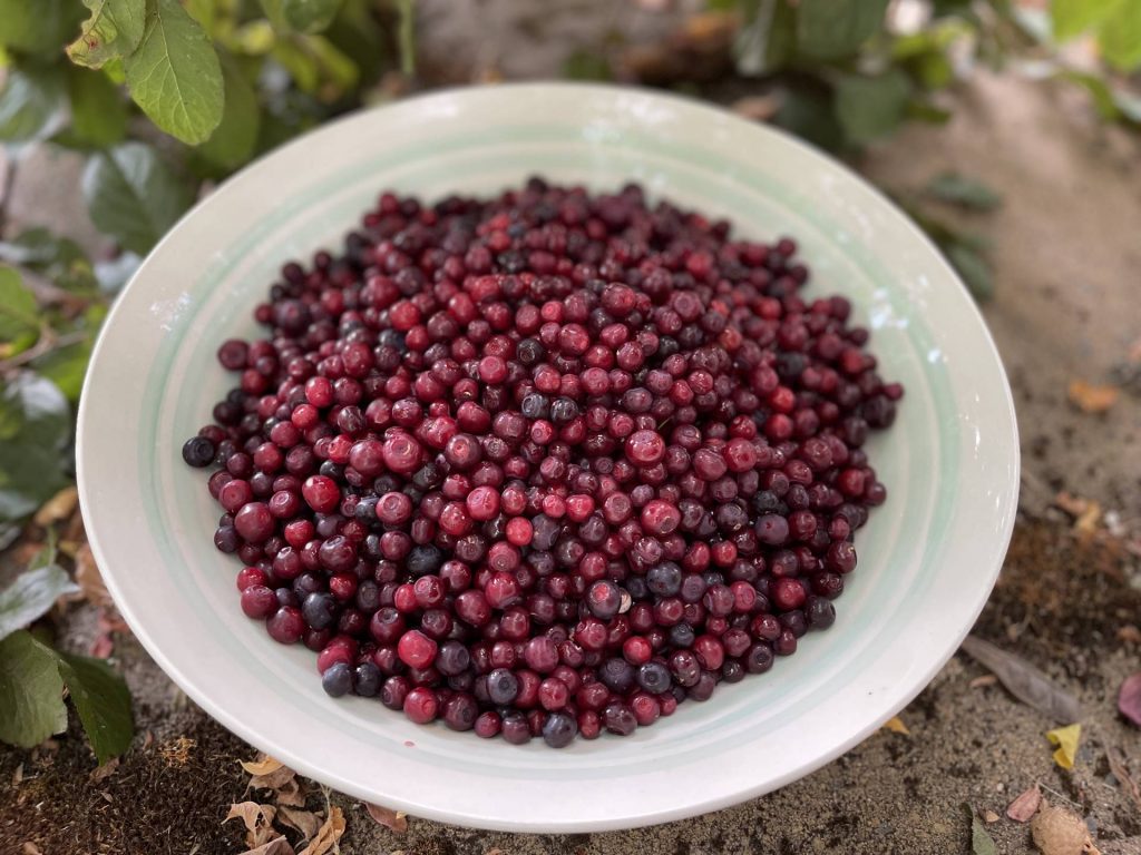 Western huckleberries