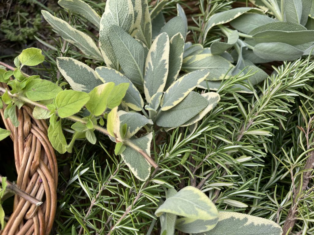 Tricolor Bergaarten sage