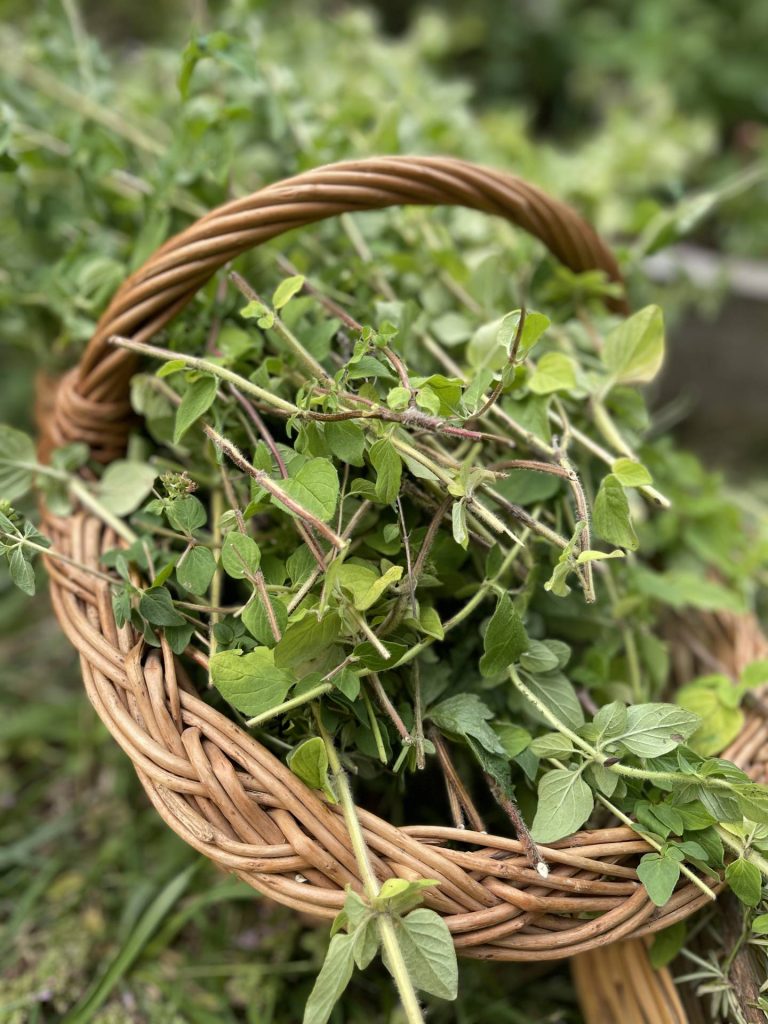 Italian oregano