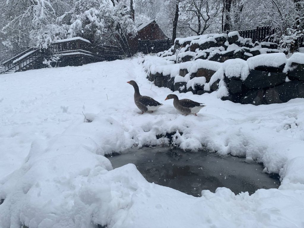 Teddy and Tillie in the snow