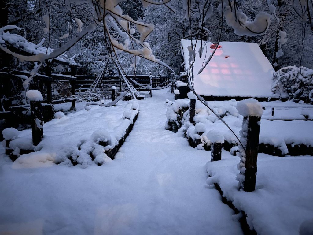 Snowy garden
