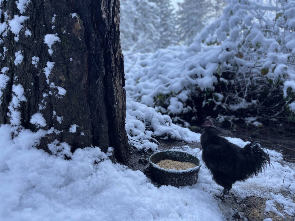 Rooster in the snow