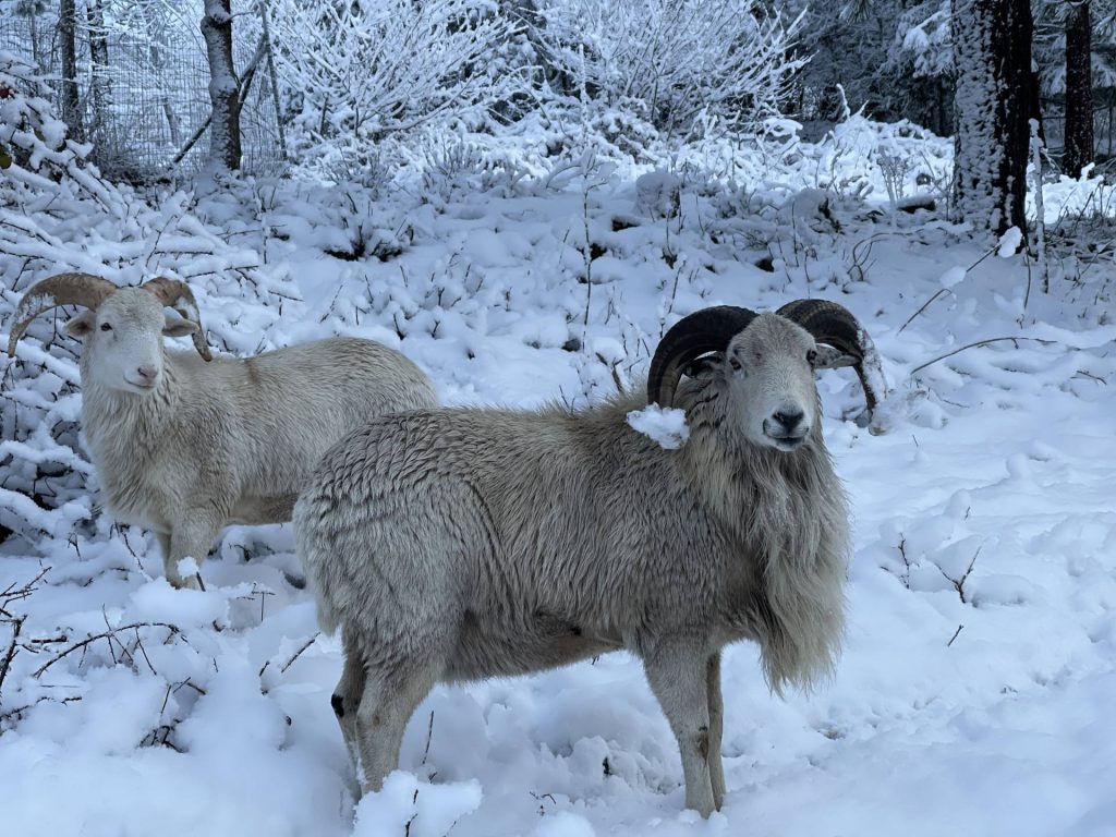 Painted Desert sheep in the snow