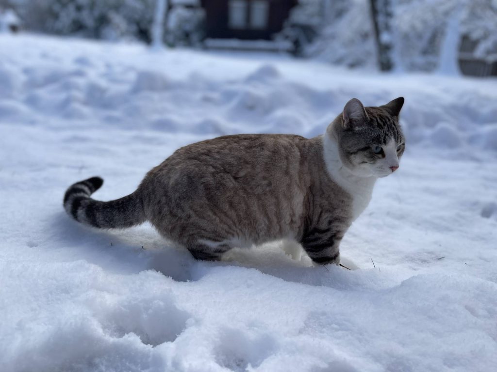 Jasper in the snow