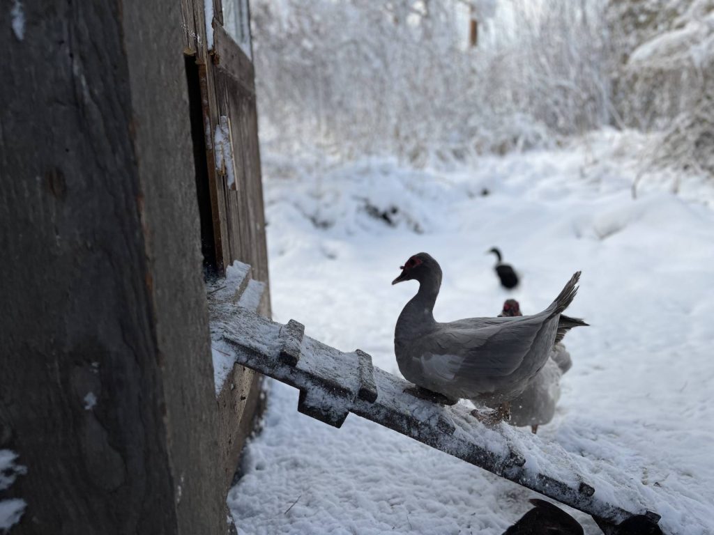 Muscovy duck on henhouse ramp