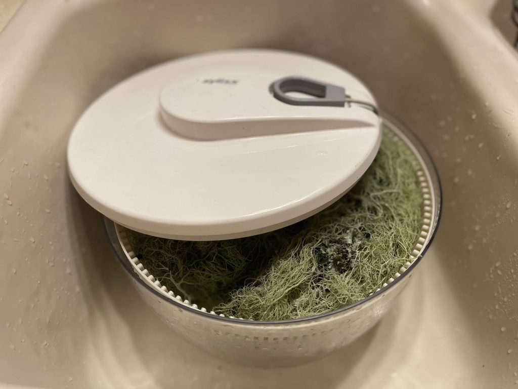 Usnea in salad spinner
