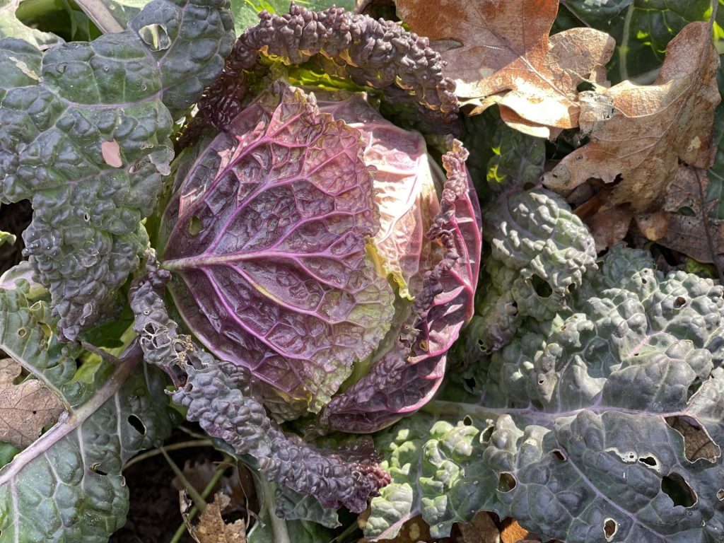 Gifts from the Winter Garden