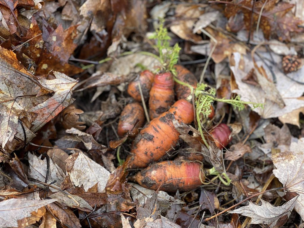 Winter carrots