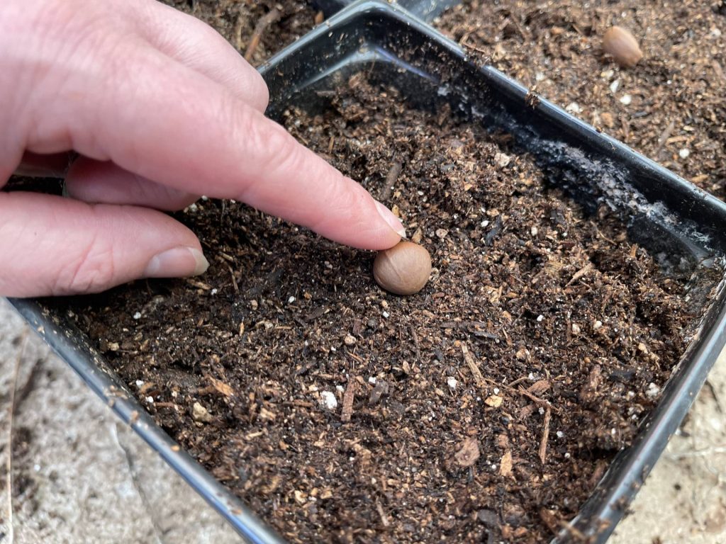 Planting a tea camellia from seed