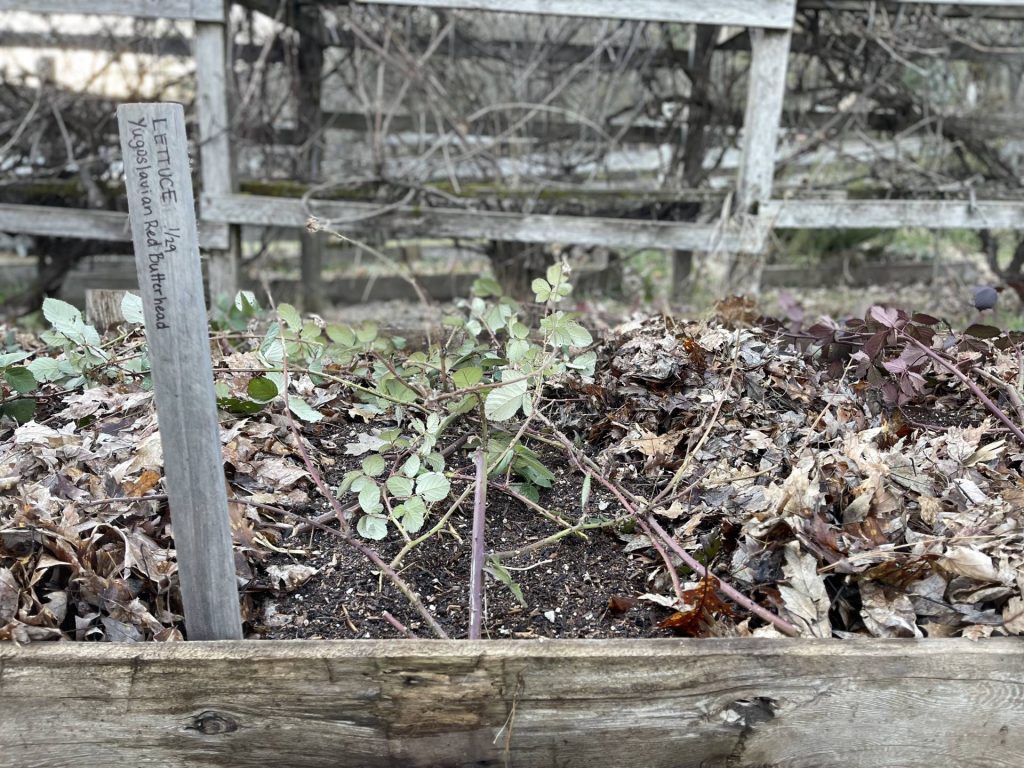 Seeding early spring crops
