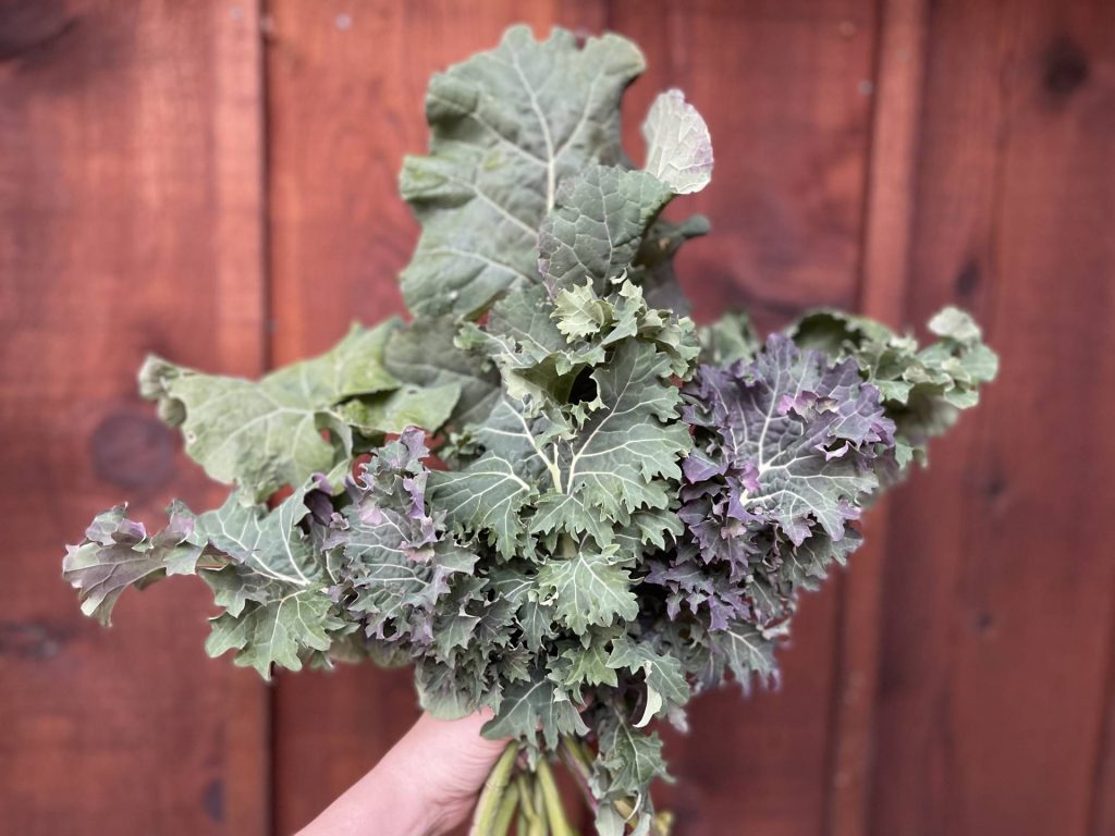 Handful of kale