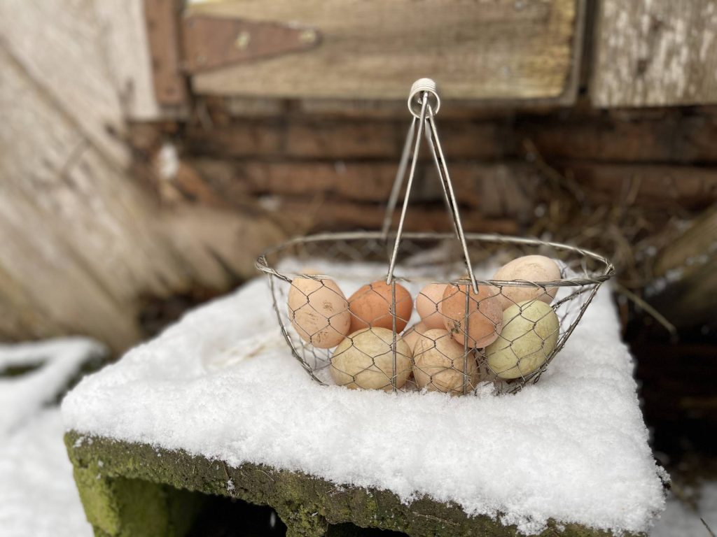 Daily winter egg harvest