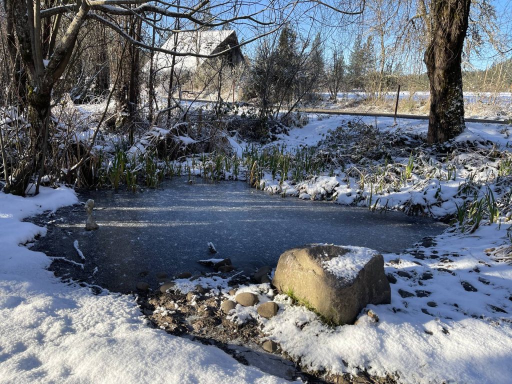 frozen duck pond