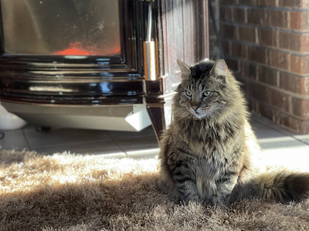 Toby the magnificent