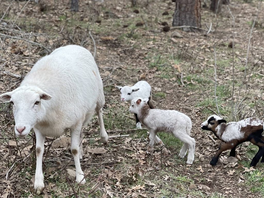Painted Desert ewe and lambs