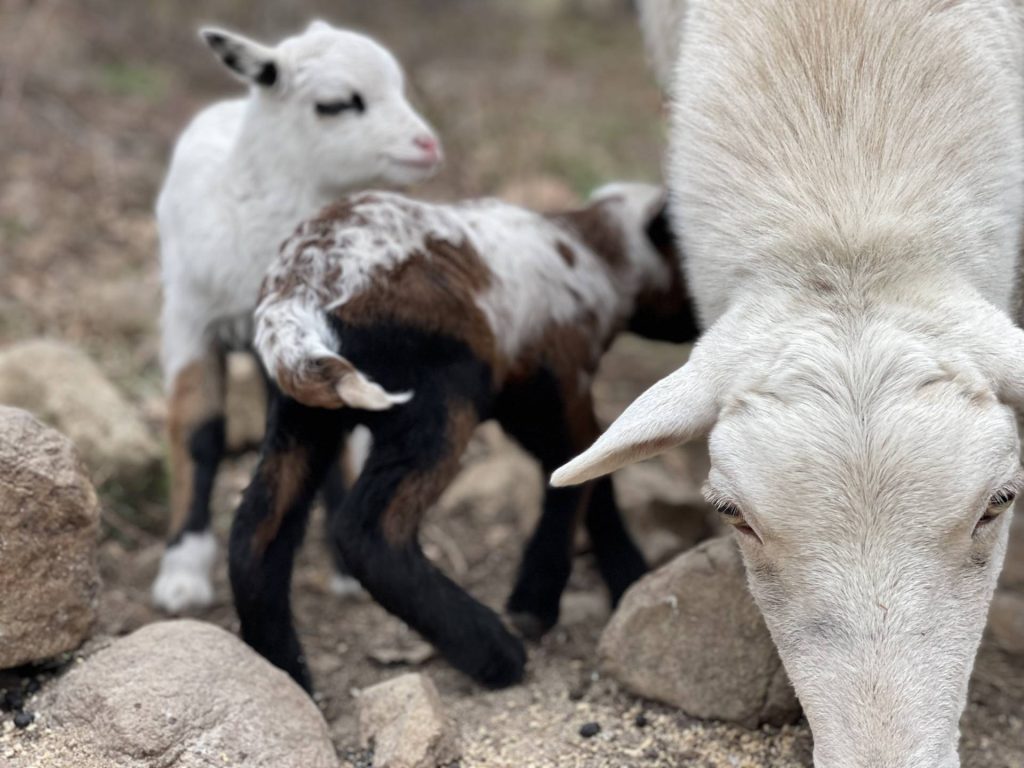 Painted Desert lambs