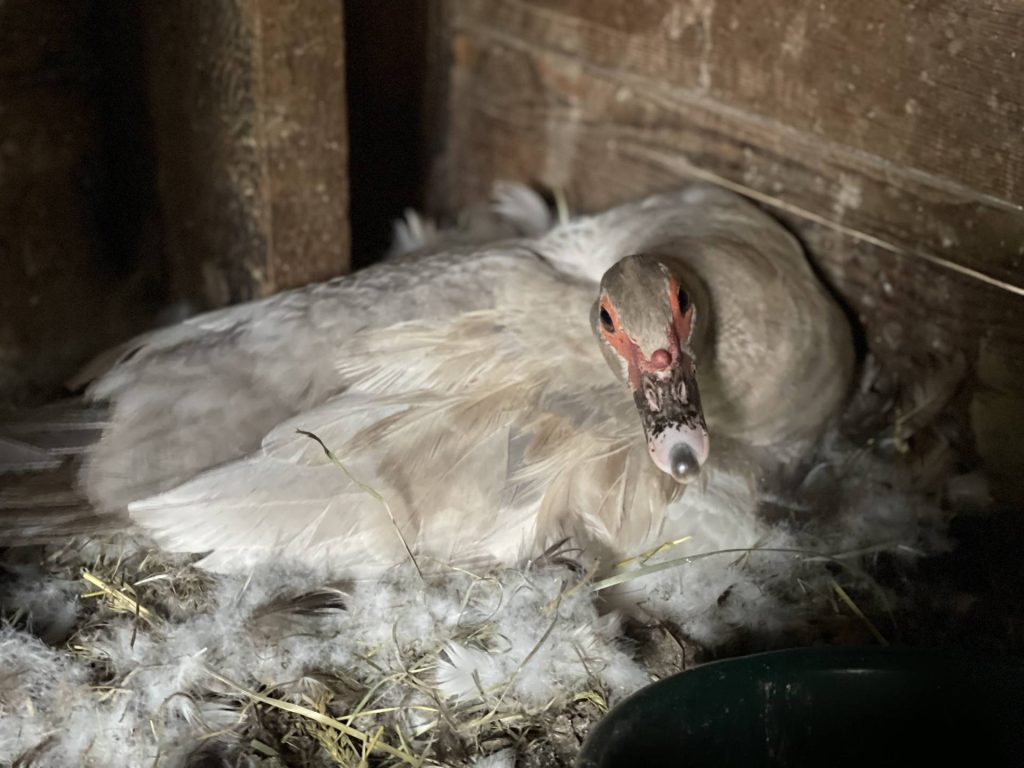 silver muscovy nesting hen