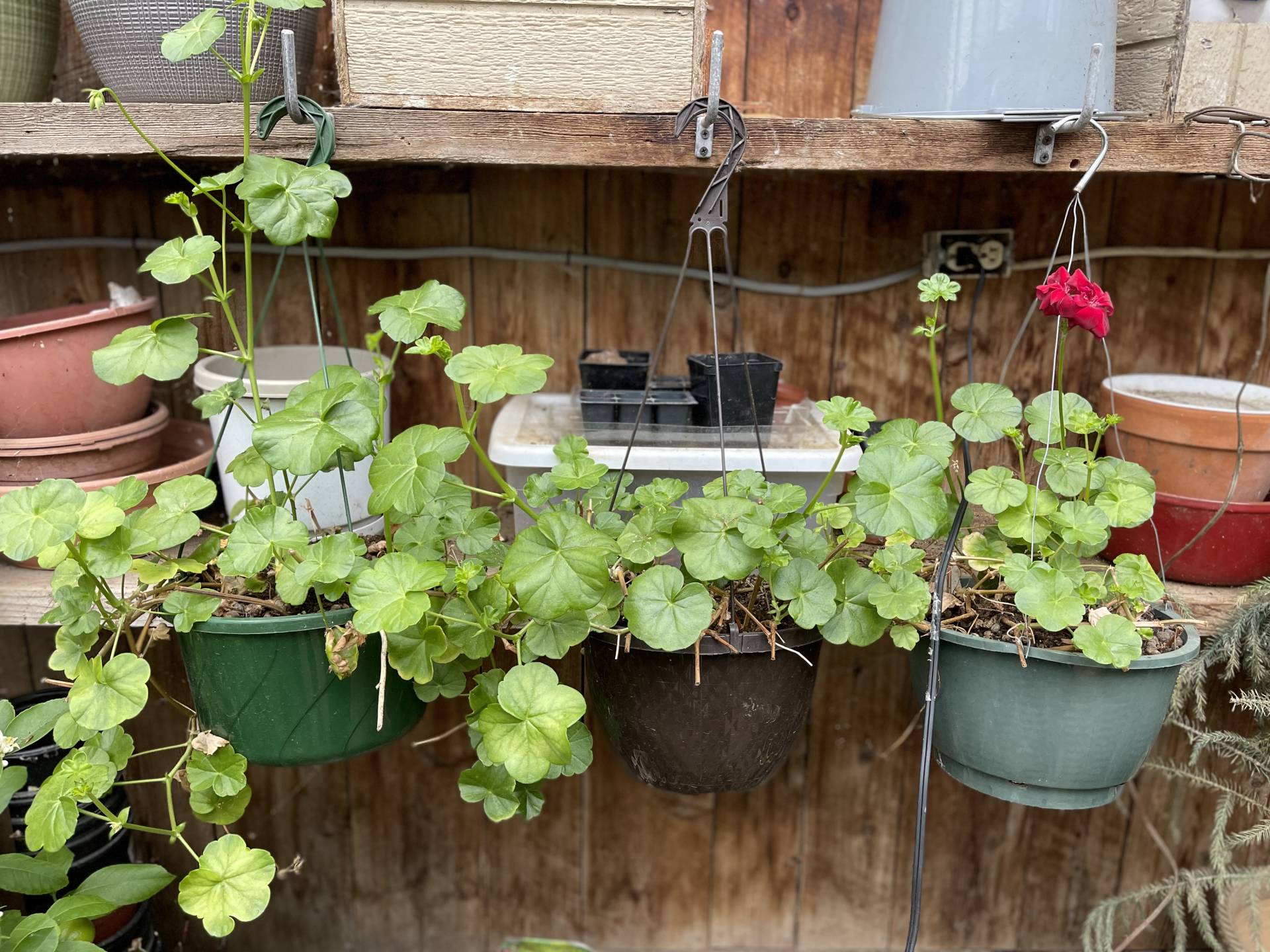 hanging basket geraniums