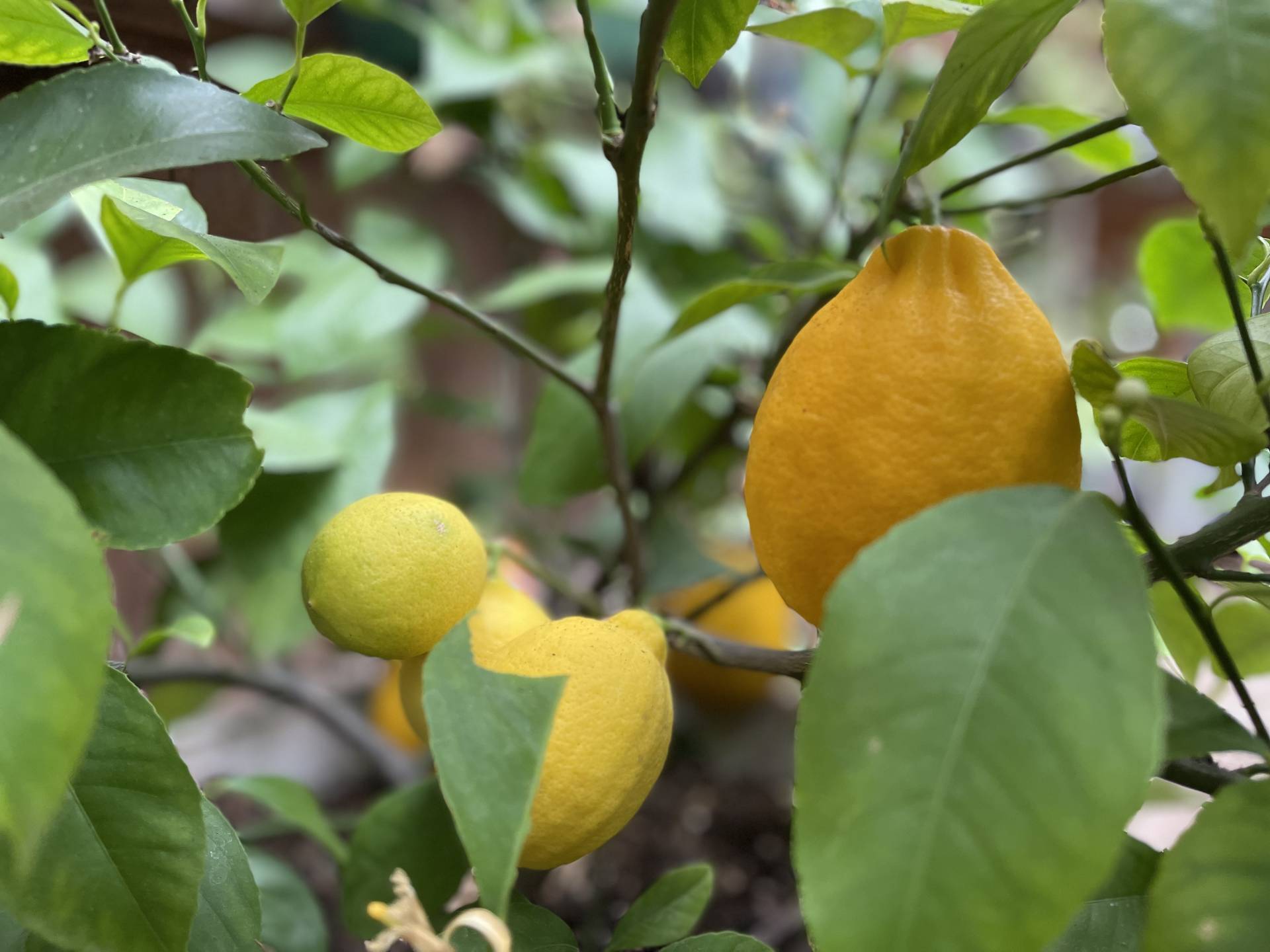 Meyer lemon tree