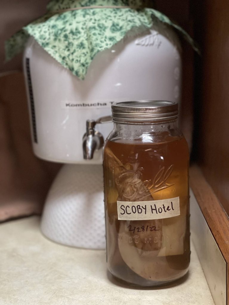 Kombucha crock with scoby hotel