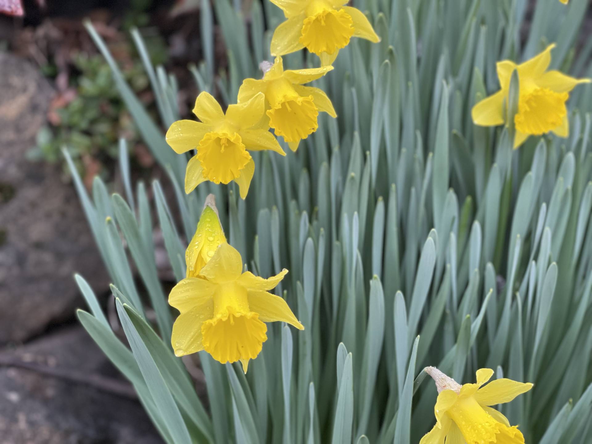 daffodils
