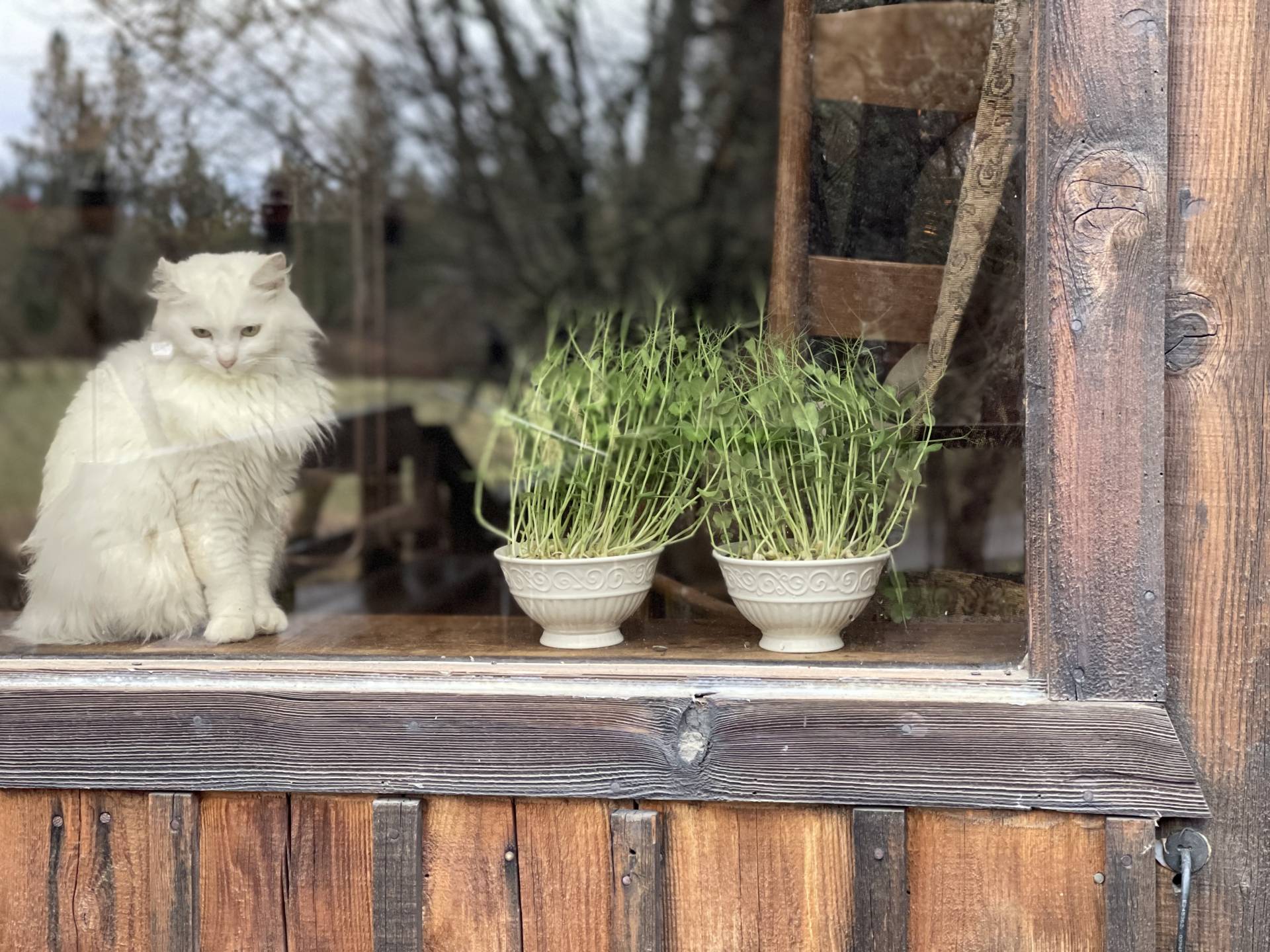 Pearl in the salad garden