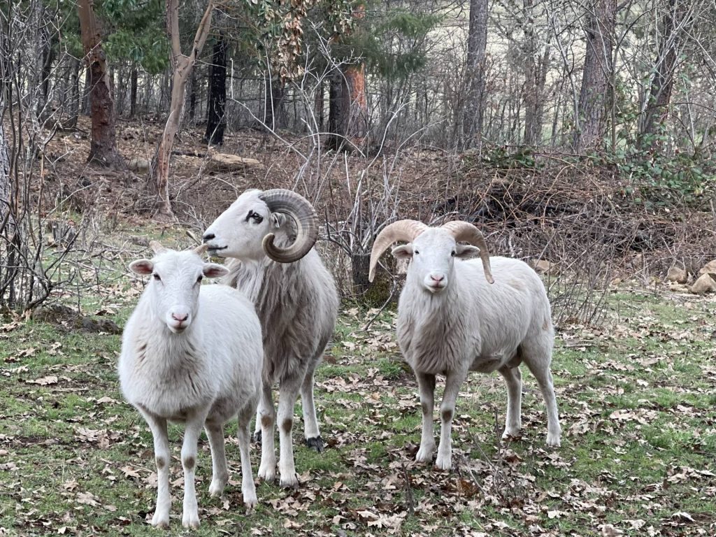 Two rams and a ewe