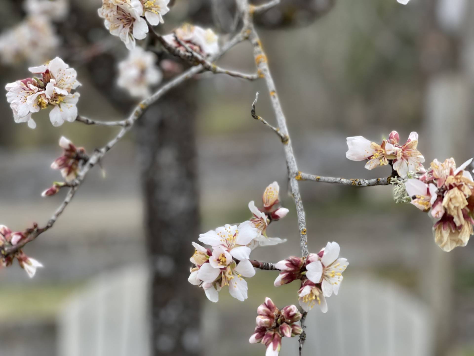 almond tree in bloom