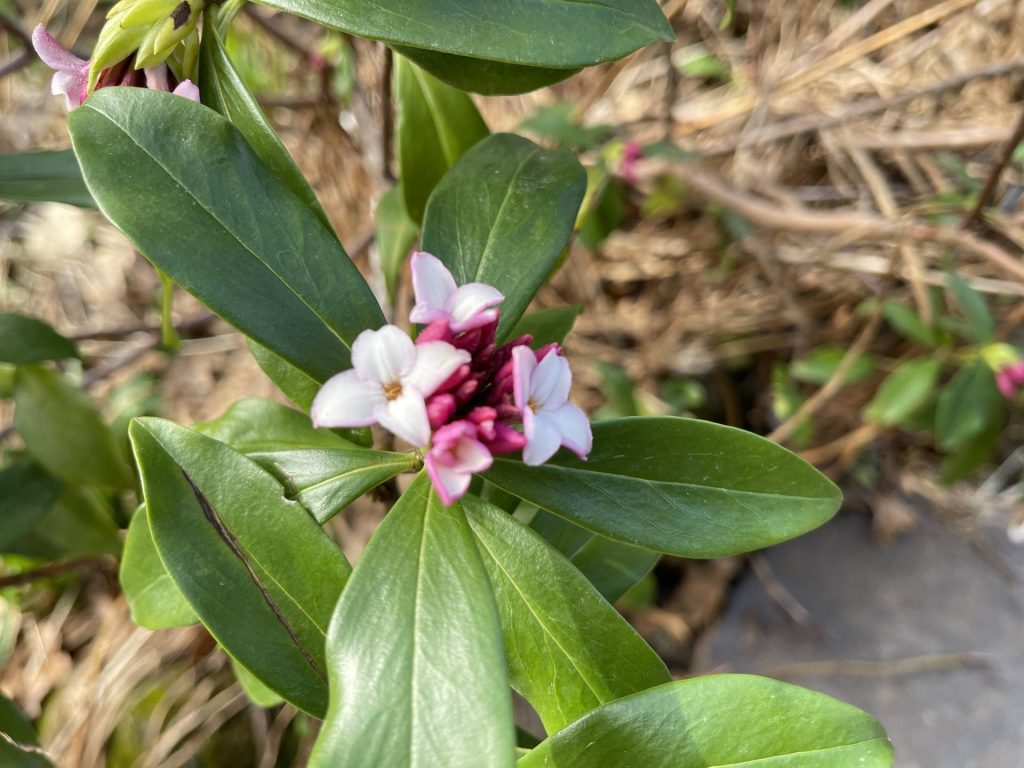 pussywillows and broad fork