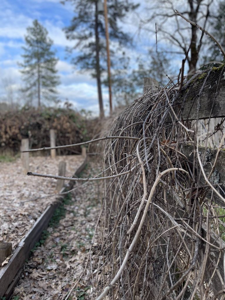 Virginia creeper no leaves