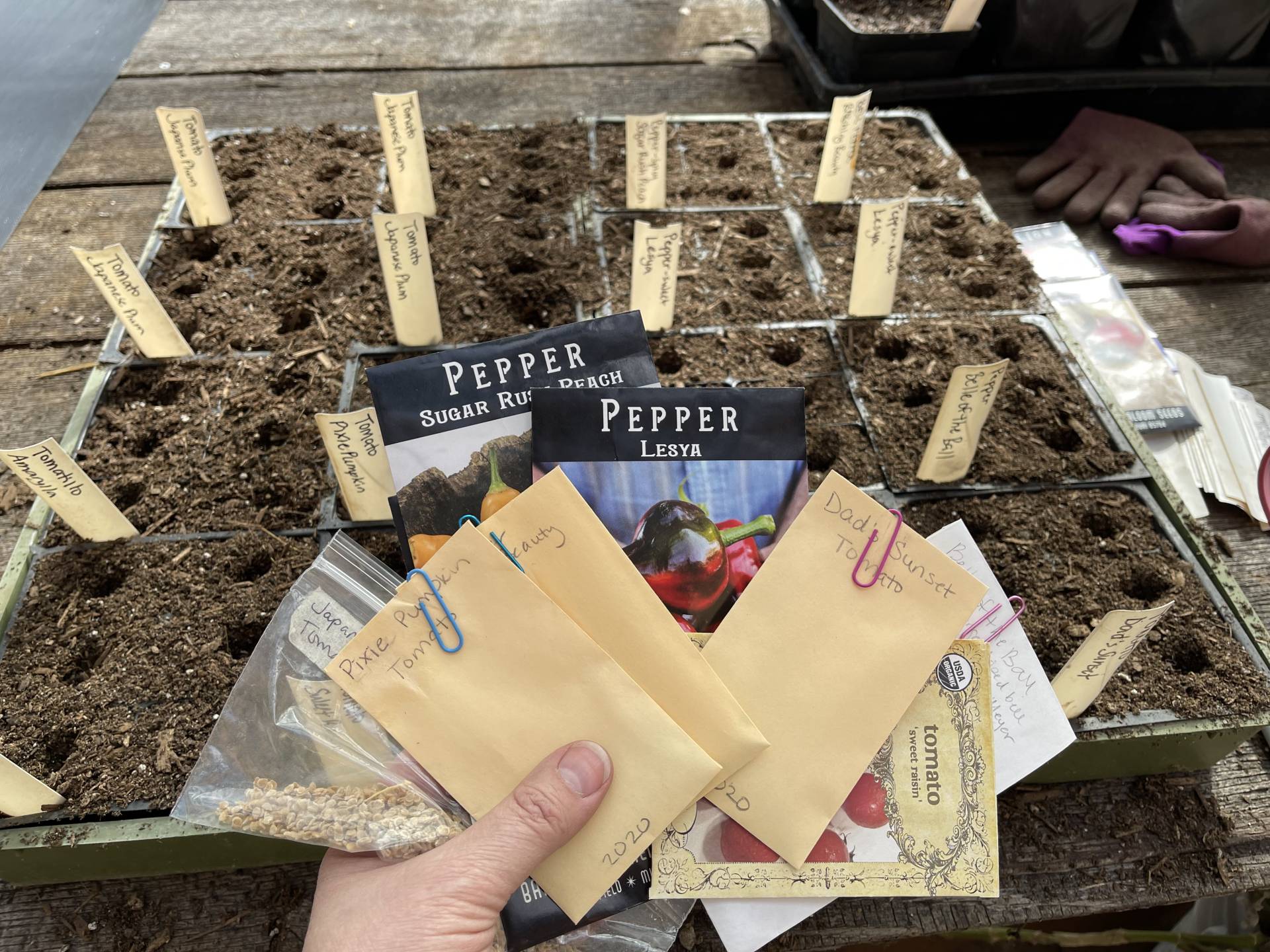 planting tomato and pepper seeds